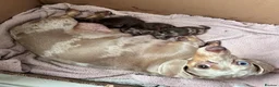 Dachshund dogs for sale: Beautiful Chocolate and Tan girls - Advert 1