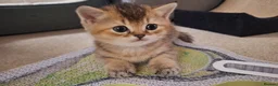 British Shorthair cats for sale: Adorable playful kittens ready to be loved 💕  in Newbury - Advert 4