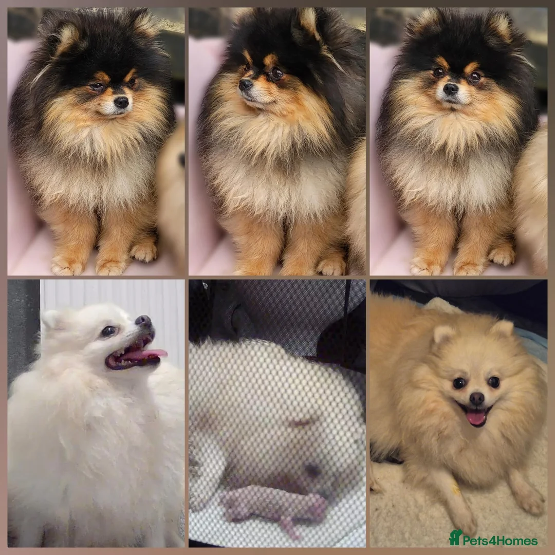 Pomeranian dogs for sale: Pomeranian Puppies For Sale  - Advert 17