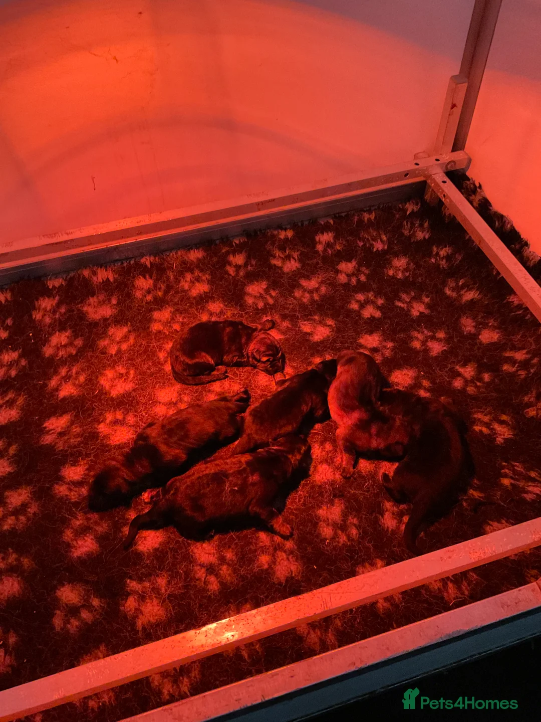 German Shepherd dogs for sale: Quality litter GSD @icepack kennels  - Advert 7