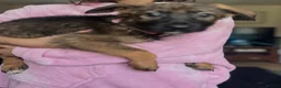 German Shepherd dogs for sale: German Shepherd Puppies For Sale – Ready Now in Doncaster - Advert 7