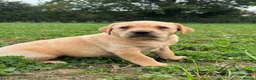Labrador Retriever dogs for sale: KC Labradors - parents health tested  - Advert 12
