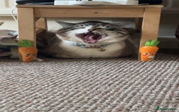 Ragdoll cats for sale: Milo & Smudge - Image 3