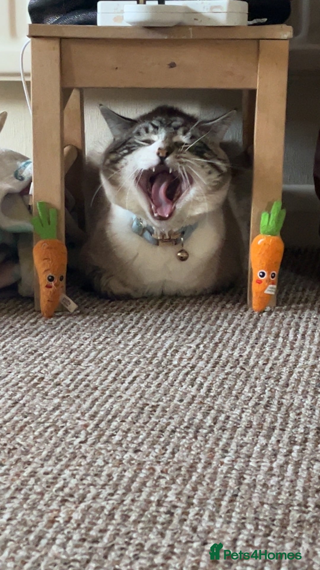 Ragdoll cats for sale: Milo & Smudge - Image 3