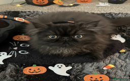Persian cats for sale: REDUCED GCCF  PERSIANS  - Image 5