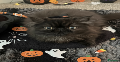 Persian cats REDUCED GCCF  PERSIANS  - Advert 13