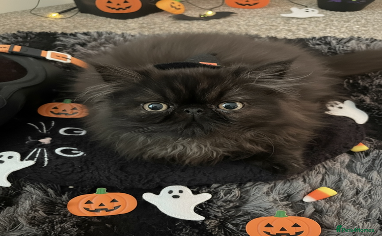 Persian cats - Advert 2