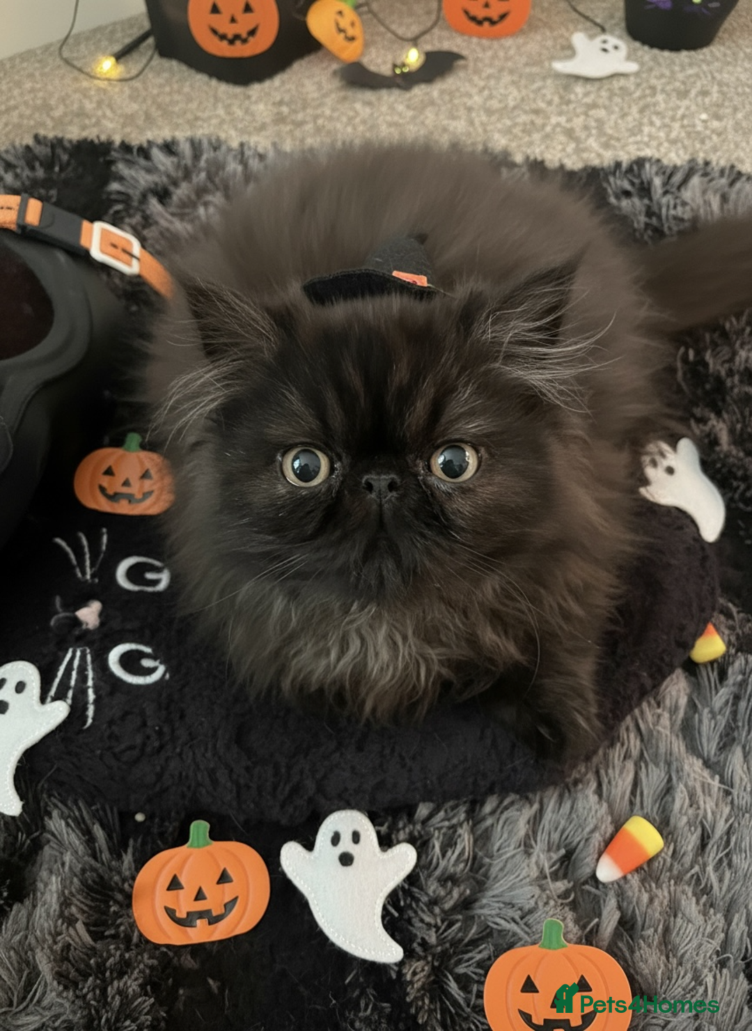 Persian cats for sale: REDUCED GCCF  PERSIANS  - Image 5