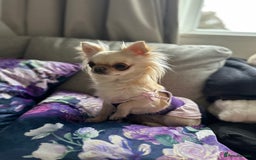 Chihuahua dogs for sale: KC Reg Champion Russian lines LONG COAT puppies - Image 25