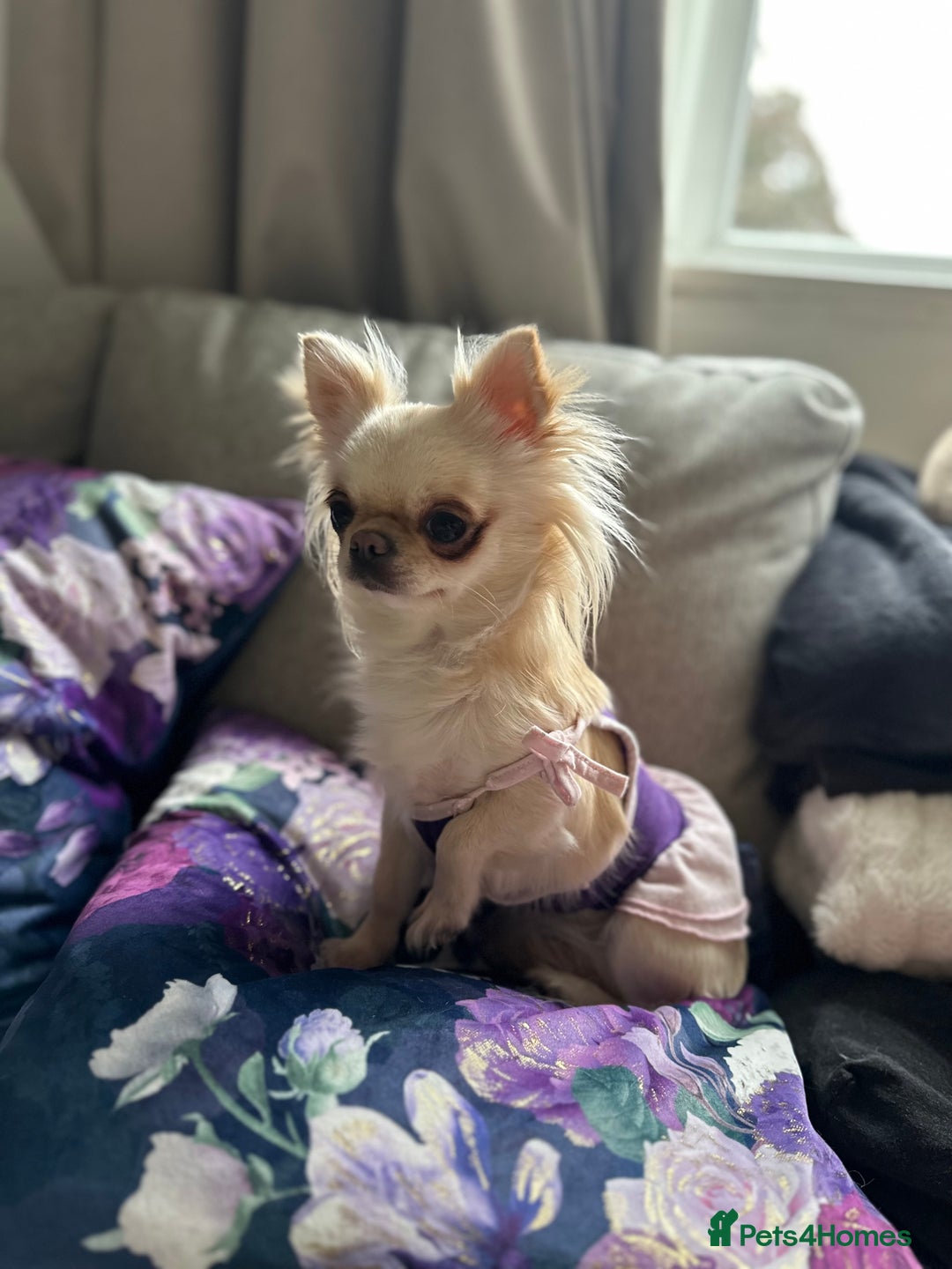 Chihuahua dogs for sale: KC Reg Champion Russian lines LONG COAT puppies - Image 25