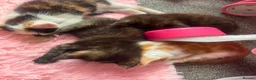 Mixed Breed cats for sale: Kittens ready to leave  in Rotherham - Advert 4