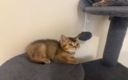 British Shorthair cats for sale: Ready to go BS kittens  - Image 7