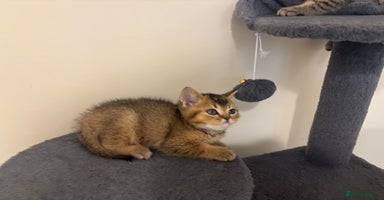 British Shorthair cats - Advert 4