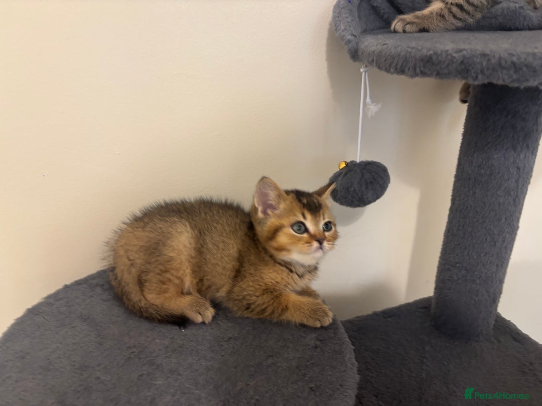 British Shorthair cats for sale: Ready to go BS kittens  - Image 7