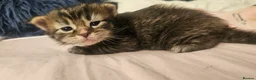 Mixed Breed cats for sale: Maine coon x kittens - Advert 23