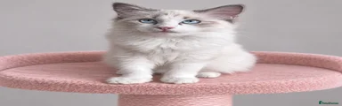 Ragdoll 5