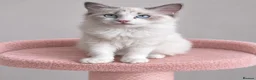 Ragdoll cats for sale: Beautiful TICA Registered Ragdoll Kittens - Advert 22