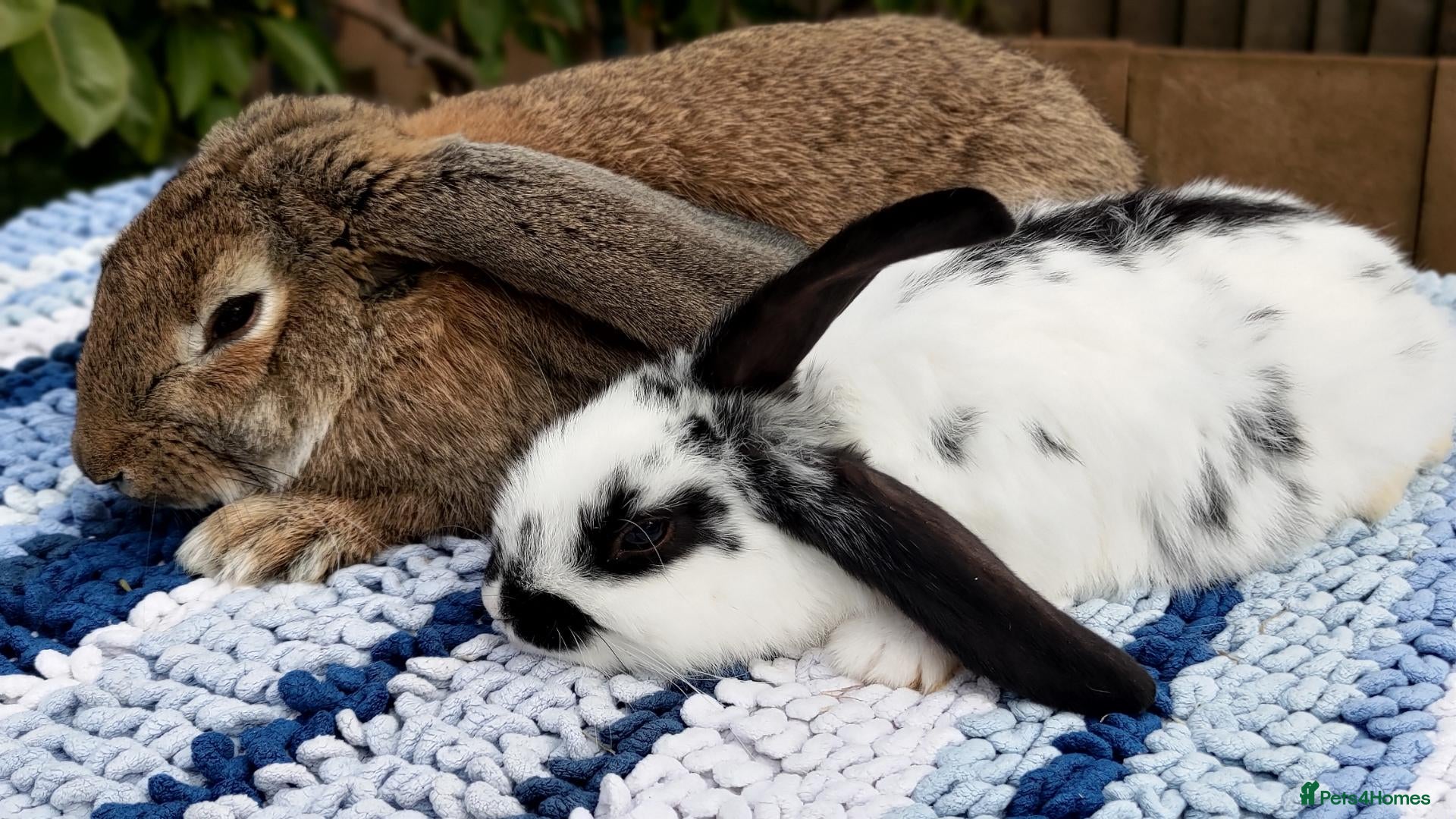 Mini Lop rabbits Cute French x Mini Lop Ready to Go! Must Read Pls! - Advert 1