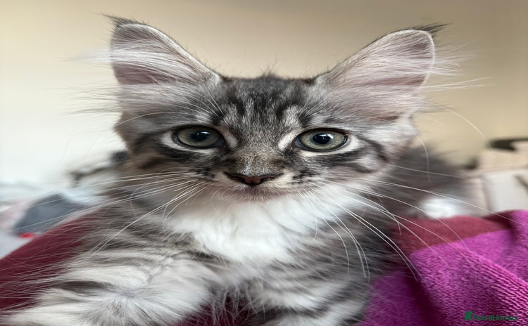 Mixed Breed cats - Advert 4