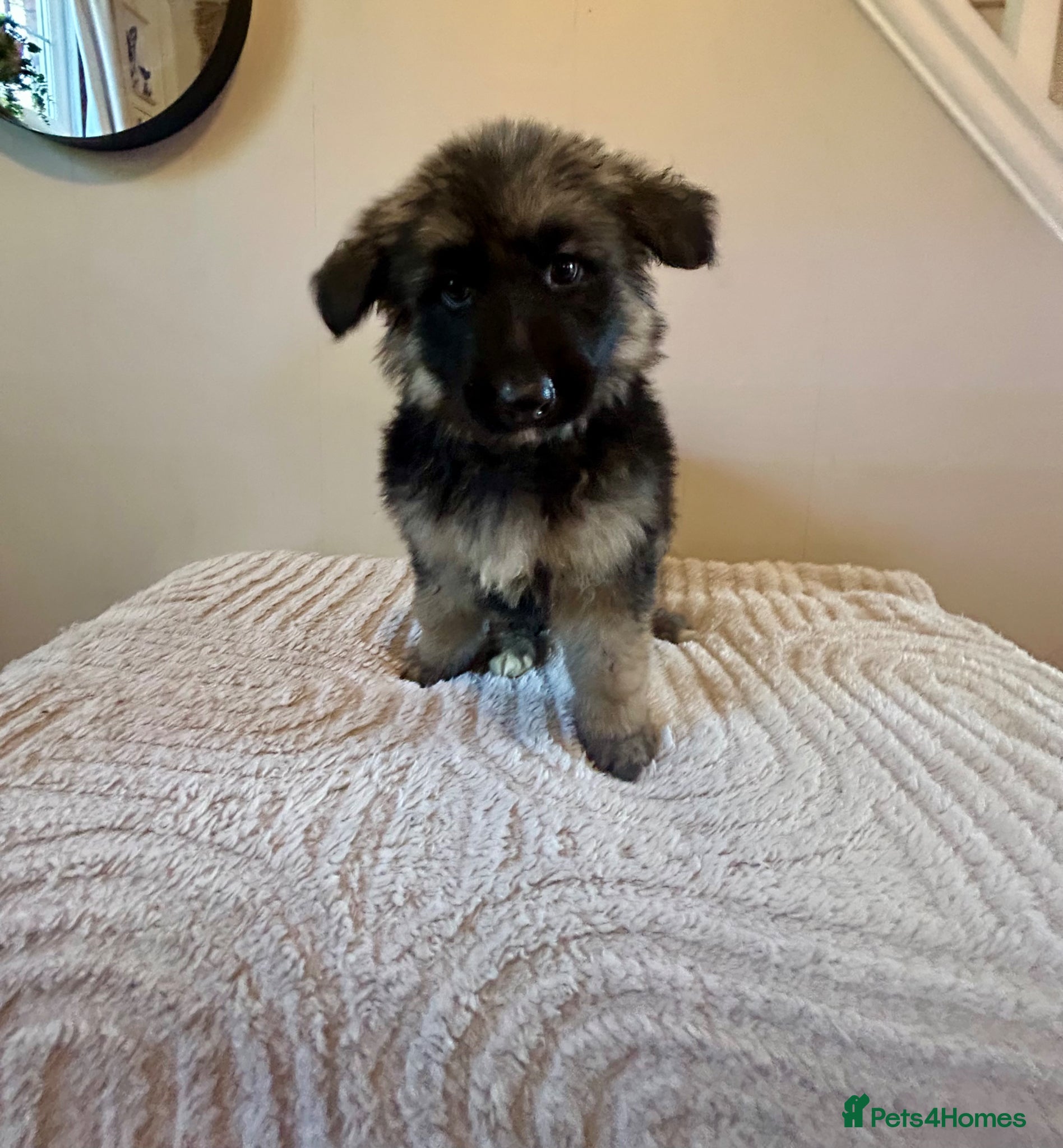 German Shepherd dogs Straight back pure breed German shepherd puppies - Advert 18