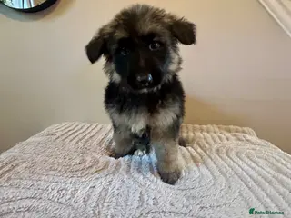 German Shepherd dogs Straight back pure breed German shepherd puppies - Advert 18