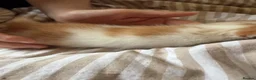 Mixed Breed cats for sale: Beautiful fluffy kittens for sale  - Advert 7