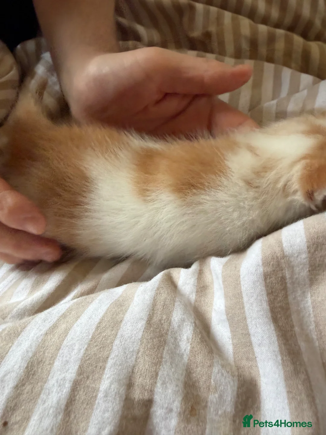 Mixed Breed cats for sale: Beautiful fluffy kittens for sale  - Advert 7