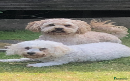 Poochon dogs for sale: Poochon pups for sale  - Image 7