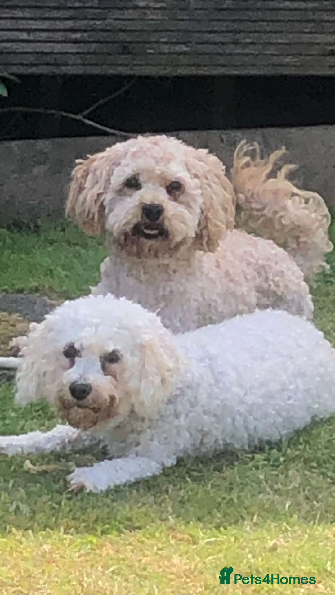 Poochon dogs for sale: Poochon pups for sale  - Image 7
