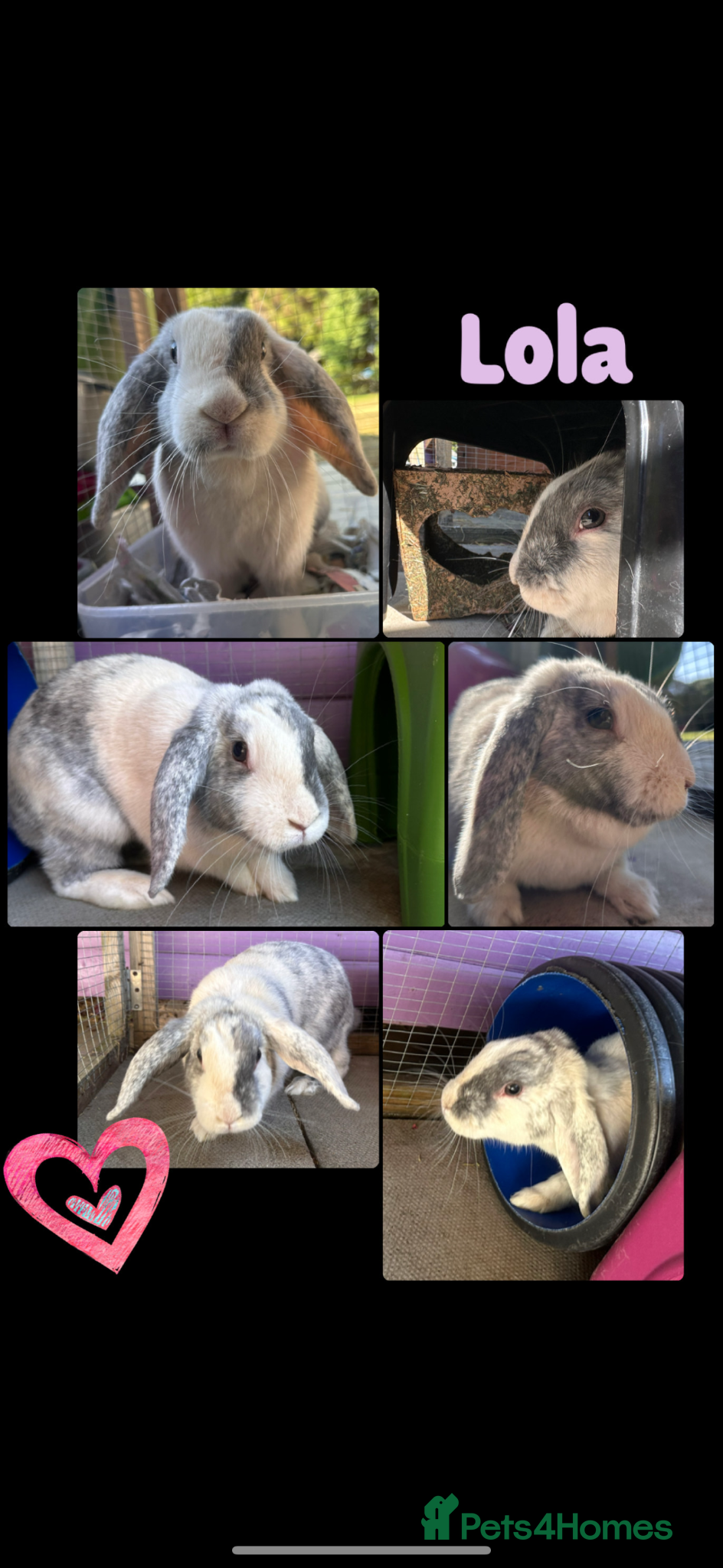 English Lop rabbits English lop - Advert 1
