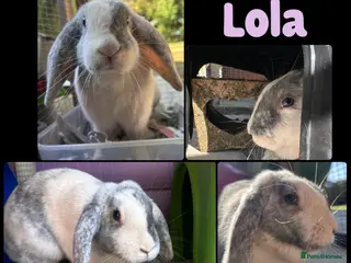 English Lop rabbits English lop - Advert 1