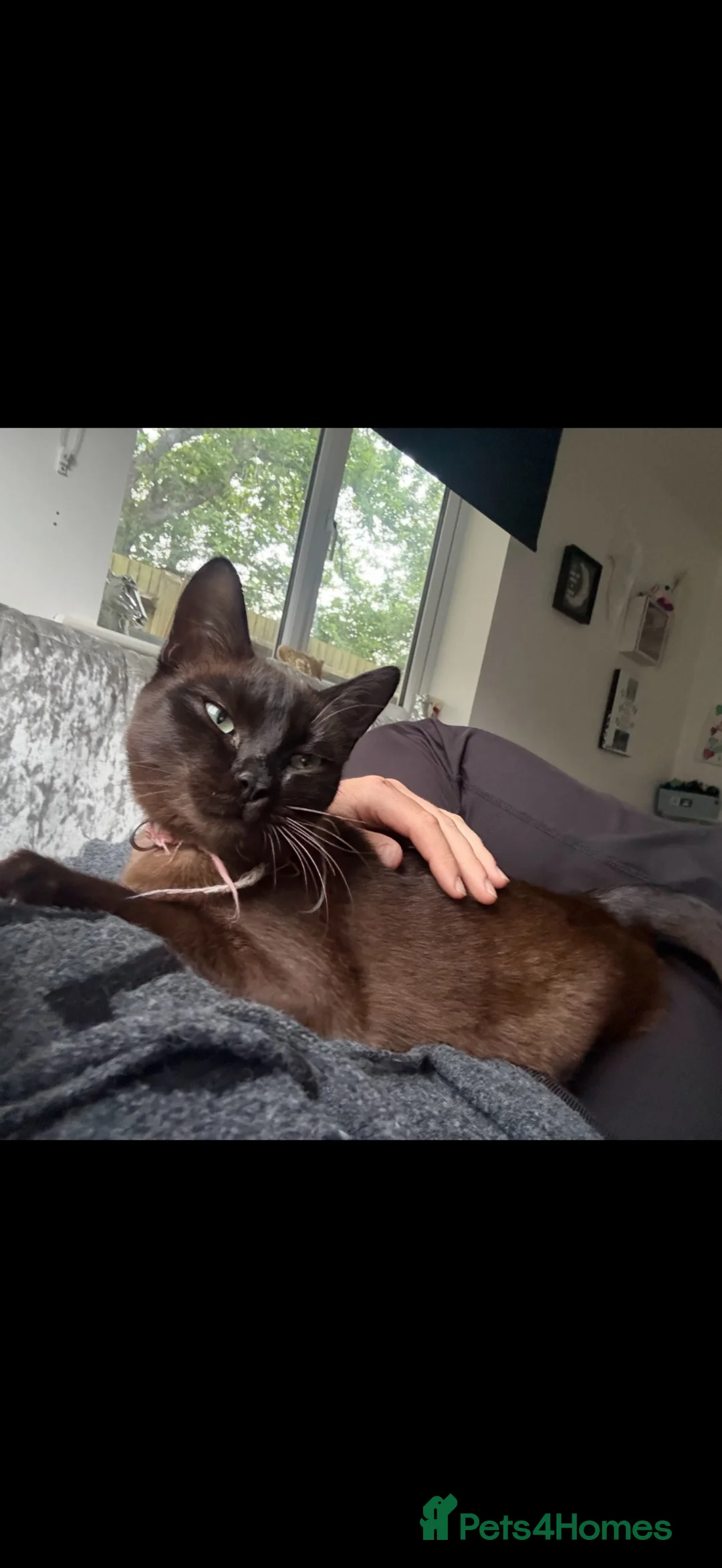 Ragdoll cats for sale: 3 beautiful kittens ragdoll x synths brown & black - Advert 14