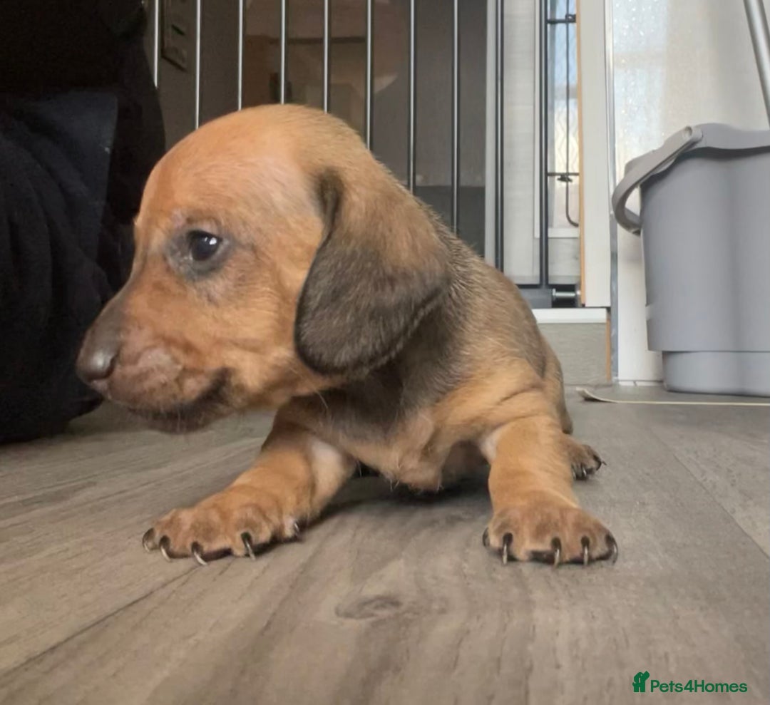 Miniature Dachshund dogs for sale: Smooth haired Miniature dachshunds - Image 14