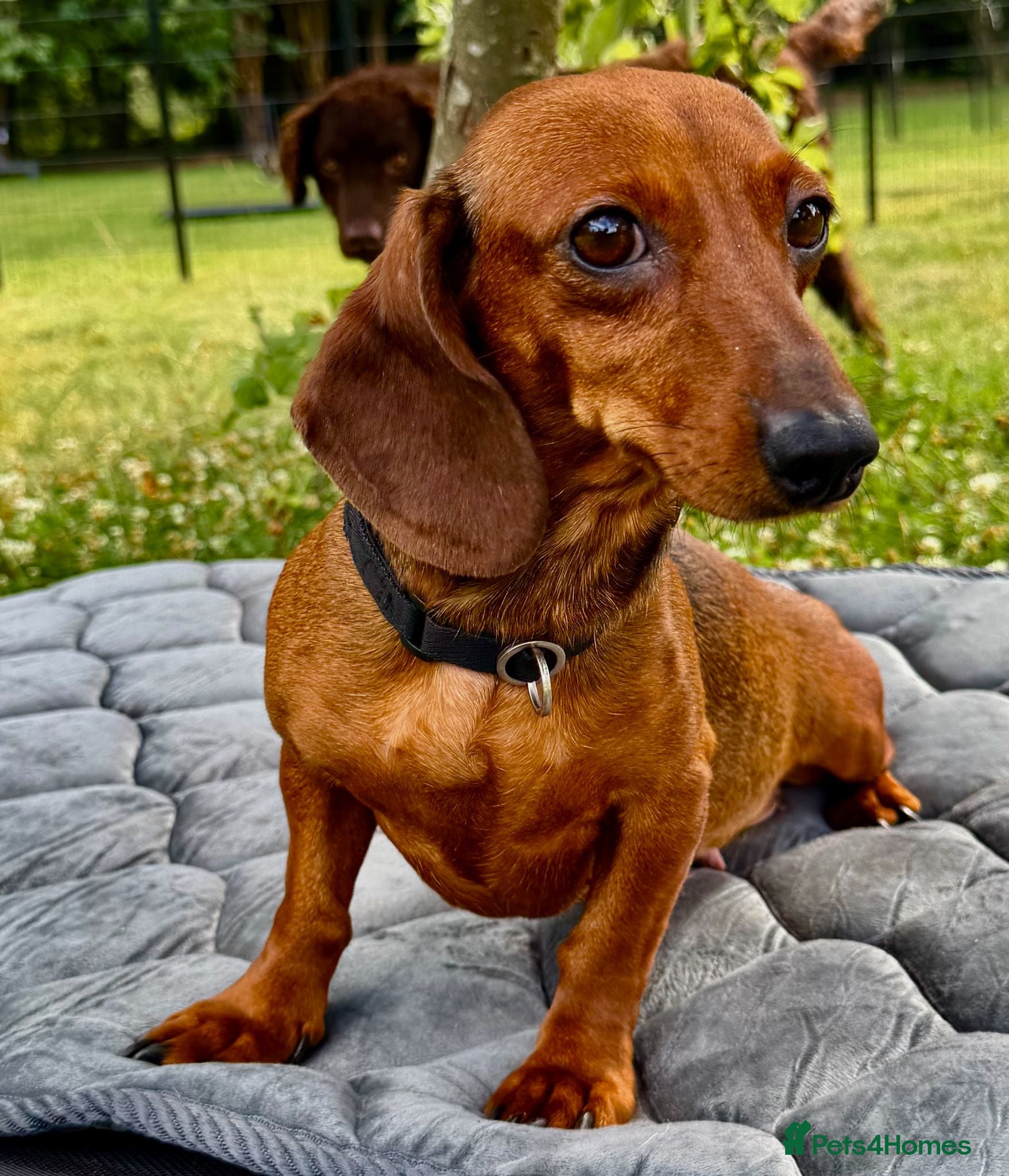 Dachshund dogs 🐾 UTAN – Female Miniature Dachshund 🐾 - Advert 1