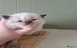 Ragdoll cats for sale: 5 beautiful ragdoll kittens - Image 6