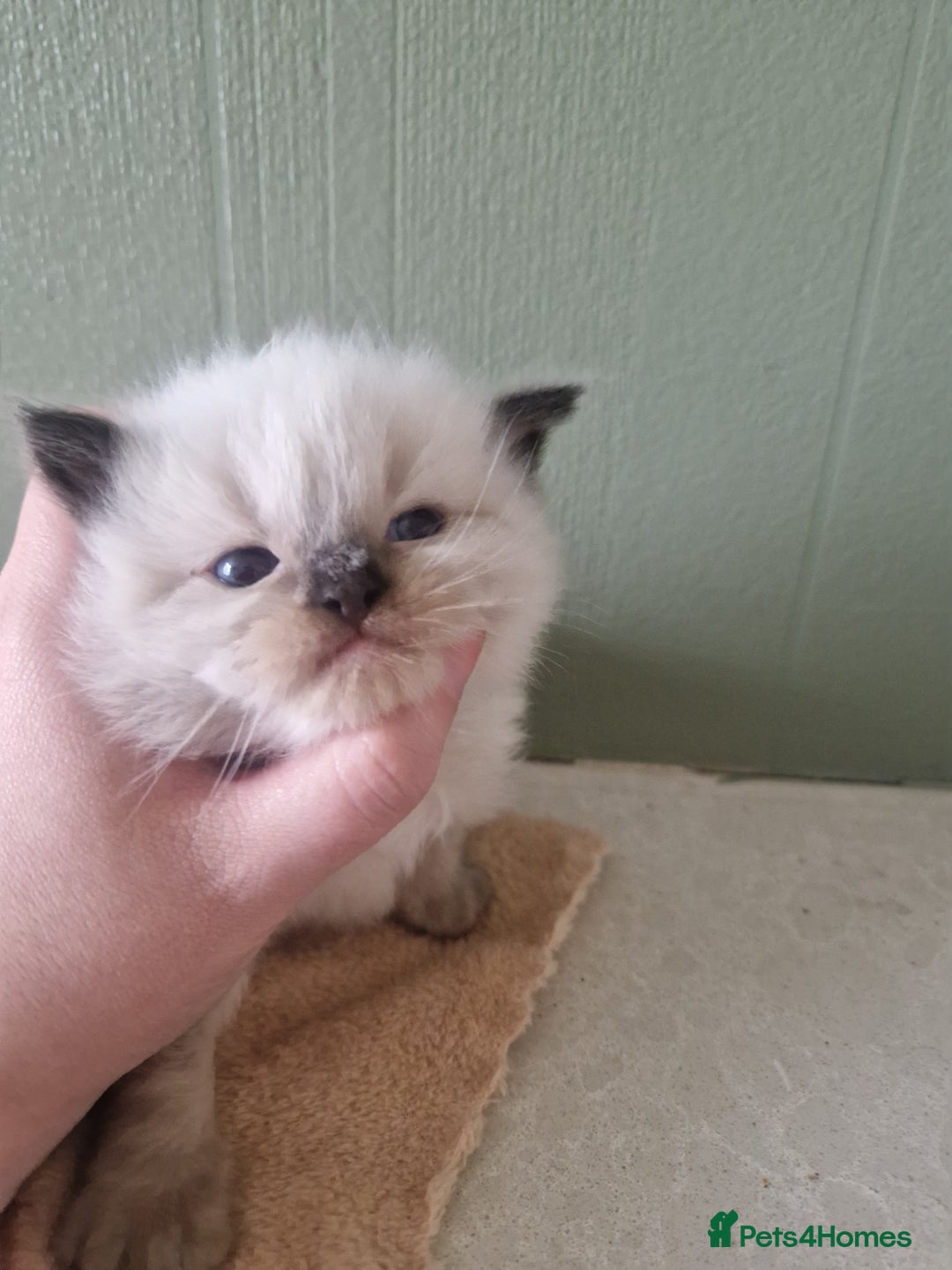 Ragdoll cats for sale: 5 beautiful ragdoll kittens - Image 6