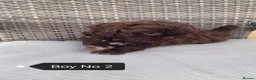Shih Tzu dogs for sale: Shih Tzu puppies ready to leave:29/06 - Advert 25
