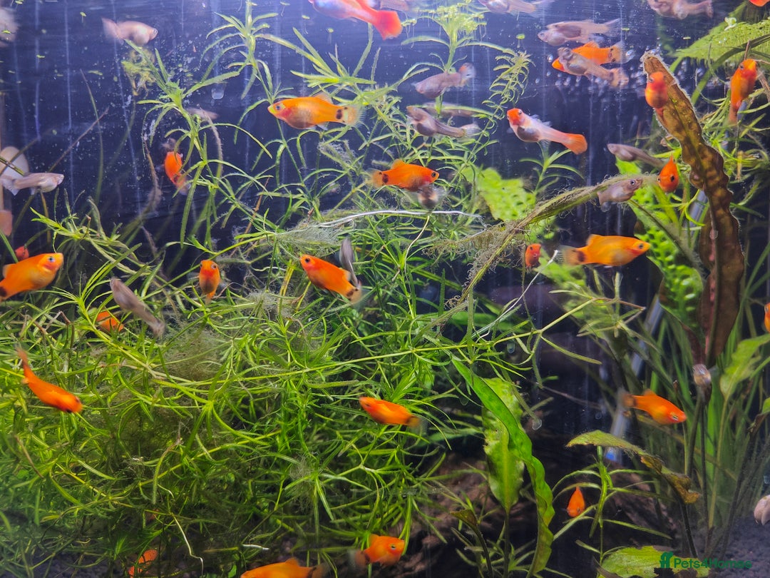 Mollies fish for sale: Mollies and Guppies all babies ready to go - Advert 1