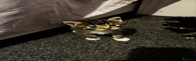 Mixed Breed Kitten 2