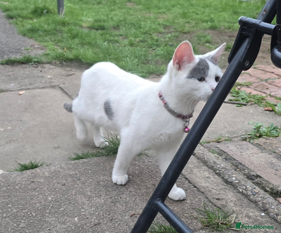 Mixed Breed cats for sale: Mix breed 2 kittens to rehome  - Image 7