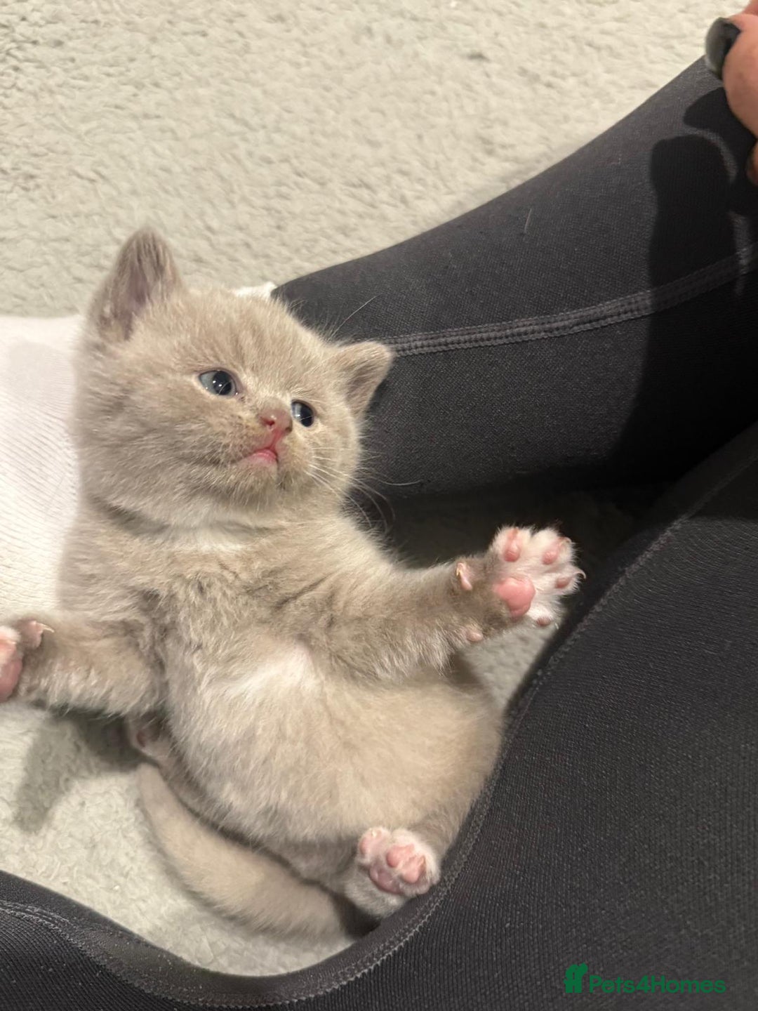 British Shorthair cats for sale: Charming British Shorthair Kittens - Image 9