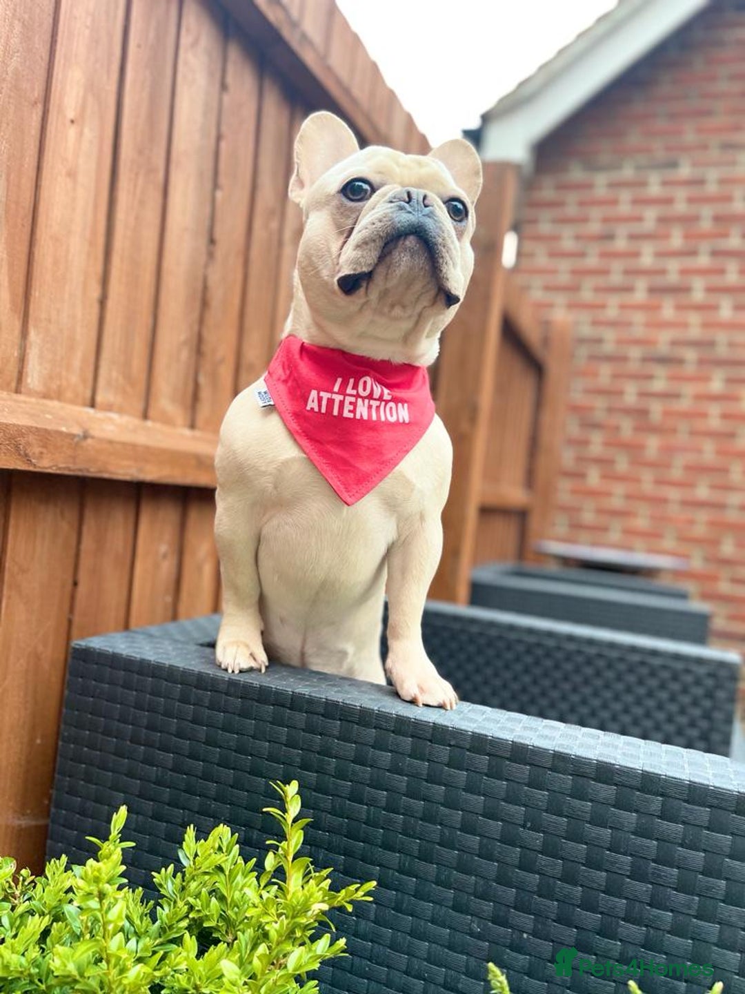 French Bulldog dogs for stud: 🌟🔥LILAC PLATINUM KC REG FRENCH BULLDOG STUD🔥🌟 in Uxbridge - Image 17