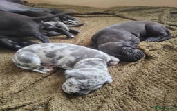 Great Dane dogs for sale: Beautiful KC registered Great Dane Puppies  - Image 16