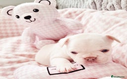 French Bulldog dogs for sale: French bulldog , merle, platinum, fluffy carriers. - Image 10