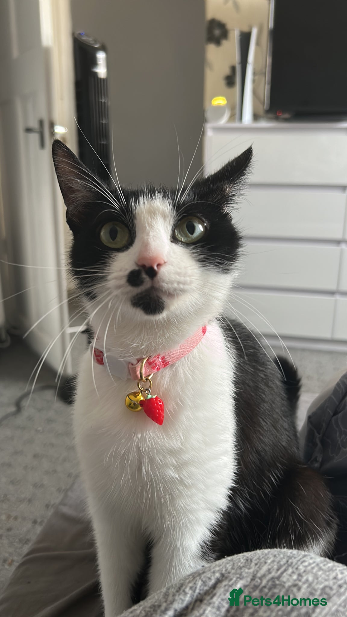 Domestic Shorthair cats 2 Kittens For Sale!  - Advert 1