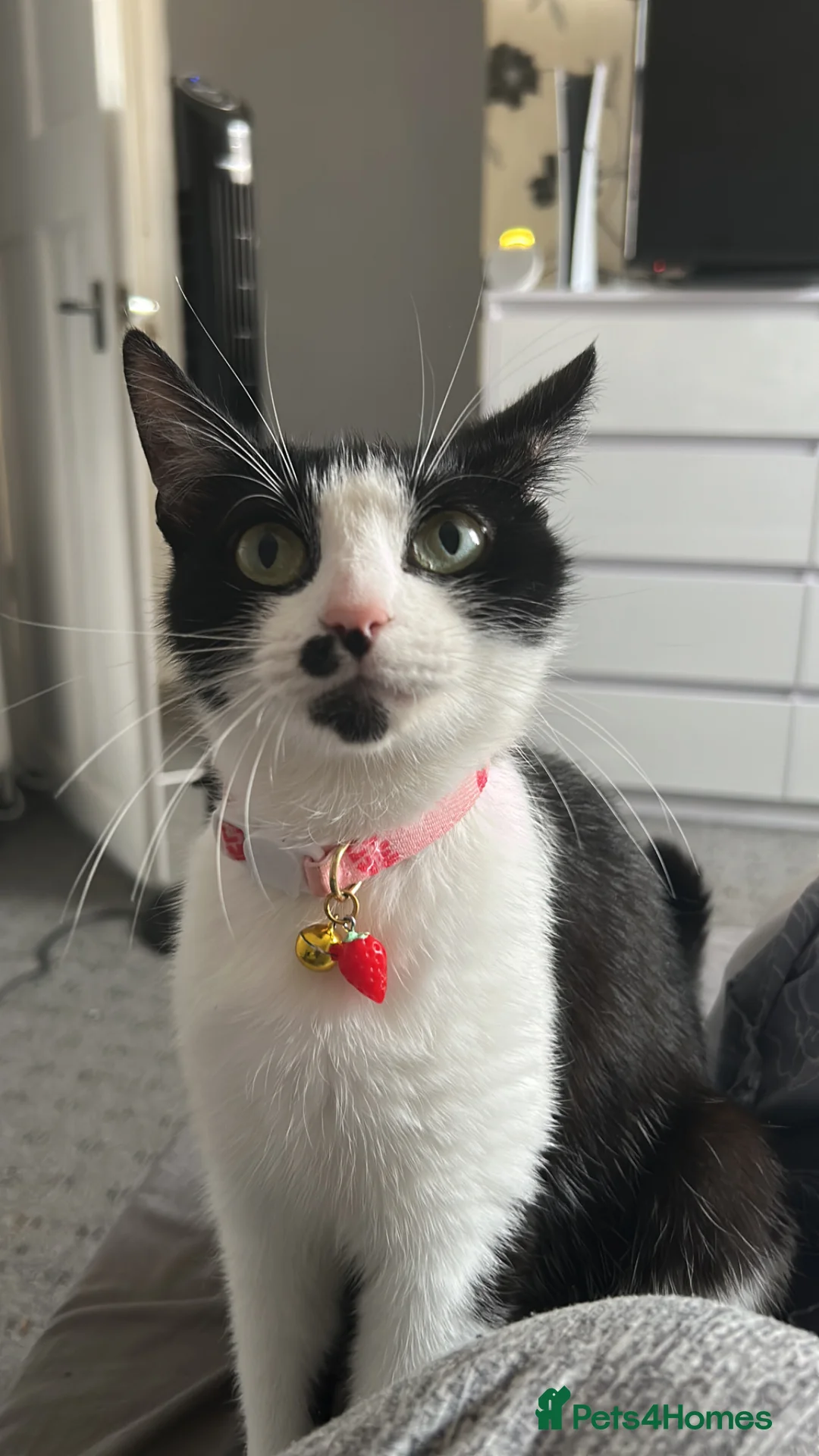 Domestic Shorthair cats for sale: 2 Kittens For Sale!  - Advert 1