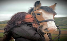 Clydesdale horses for sale: Ottie - The Super Cob !!! - Image 3