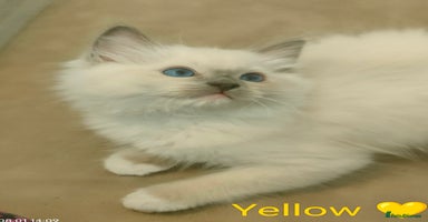 Ragdoll cats - Advert 1