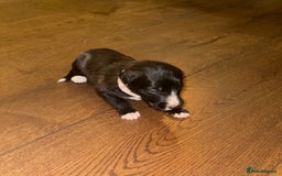 Mixed Breed dogs for sale: Stunning F1 Beddy Whippet Pups — Hearts Will Melt - Advert 20