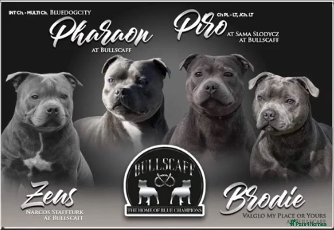 Staffordshire Bull Terrier dogs for sale: 2x KC Registered Champion Blue Staffie Puppies - Advert 13